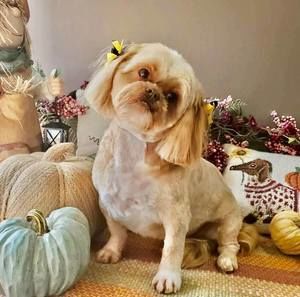 Meet your Posher, Bob